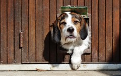 Desktop wallpaper. Dogs. ID:63346