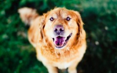 Desktop wallpaper. Dogs. ID:63357