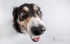 Desktop wallpaper. Dogs. ID:94619