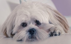 Desktop wallpaper. Dogs. ID:63480