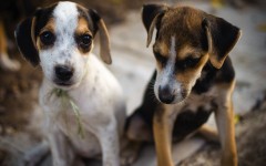 Desktop wallpaper. Dogs. ID:63482