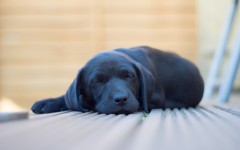 Desktop wallpaper. Dogs. ID:63535