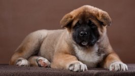 Desktop wallpaper. Dogs. ID:94630