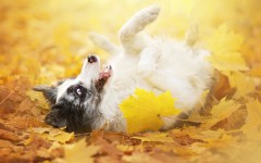 Desktop wallpaper. Dogs. ID:63540