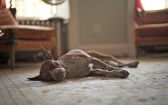 Desktop wallpaper. Dogs. ID:63542