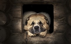 Desktop wallpaper. Dogs. ID:63546