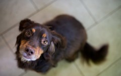 Desktop wallpaper. Dogs. ID:67949