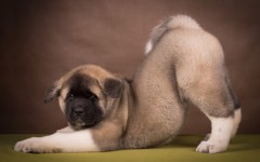 Desktop wallpaper. Dogs. ID:67951