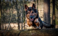 Desktop wallpaper. Dogs. ID:67952