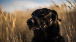 Desktop wallpaper. Dogs. ID:94532
