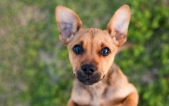 Desktop wallpaper. Dogs. ID:94517