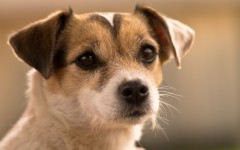 Desktop wallpaper. Dogs. ID:67955