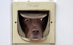 Desktop wallpaper. Dogs. ID:67956