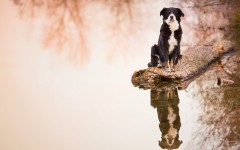 Desktop wallpaper. Dogs. ID:67957