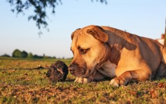 Desktop wallpaper. Dogs. ID:67958