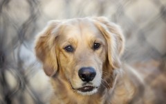 Desktop wallpaper. Dogs. ID:74725