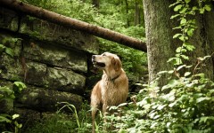Desktop wallpaper. Dogs. ID:67960