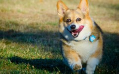 Desktop wallpaper. Dogs. ID:67961