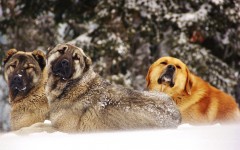 Desktop wallpaper. Dogs. ID:67963