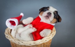 Desktop wallpaper. Dogs. ID:67964