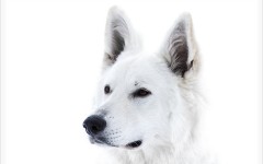 Desktop wallpaper. Dogs. ID:74726