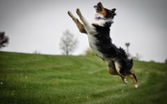 Desktop wallpaper. Dogs. ID:67965