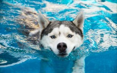 Desktop wallpaper. Dogs. ID:67966