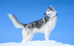 Desktop wallpaper. Dogs. ID:67967