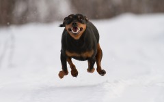 Desktop wallpaper. Dogs. ID:67968