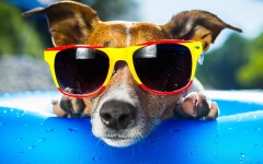 Desktop wallpaper. Dogs. ID:67969