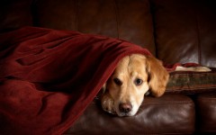 Desktop wallpaper. Dogs. ID:67970