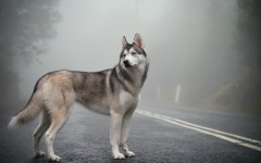 Desktop wallpaper. Dogs. ID:67971