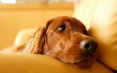 Desktop wallpaper. Dogs. ID:67972
