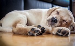 Desktop wallpaper. Dogs. ID:67973