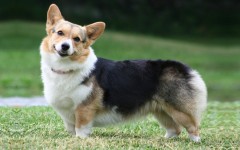 Desktop wallpaper. Dogs. ID:67974