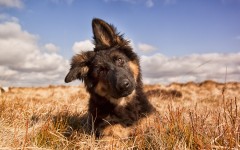 Desktop wallpaper. Dogs. ID:67976