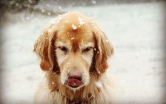 Desktop wallpaper. Dogs. ID:67978