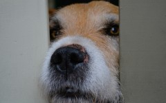 Desktop wallpaper. Dogs. ID:67980