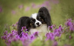 Desktop wallpaper. Dogs. ID:67981
