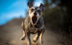 Desktop wallpaper. Dogs. ID:67982