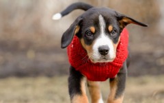 Desktop image. Dogs. ID:67984