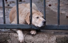 Desktop image. Dogs. ID:67985