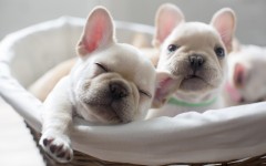 Desktop image. Dogs. ID:67986