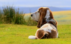 Desktop wallpaper. Dogs. ID:67987