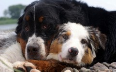 Desktop wallpaper. Dogs. ID:67988