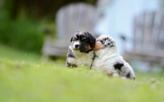 Desktop wallpaper. Dogs. ID:67989