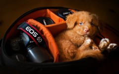 Desktop wallpaper. Dogs. ID:67990