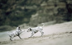Desktop wallpaper. Dogs. ID:67992