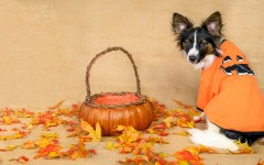 Desktop wallpaper. Dogs. ID:67993