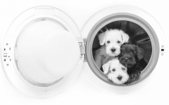 Desktop wallpaper. Dogs. ID:67994